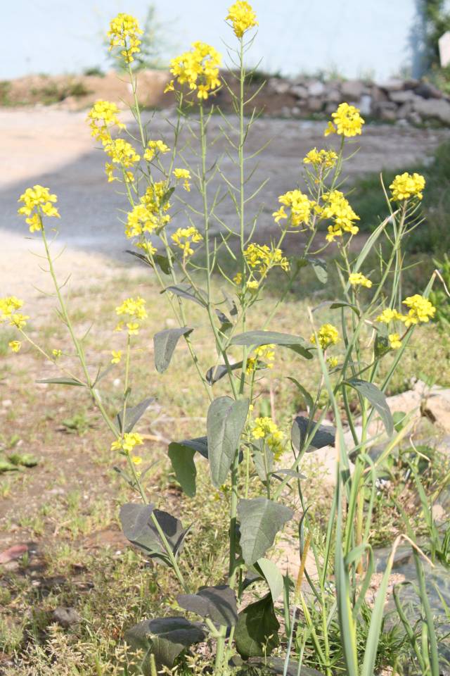 عکسهای خردل قهوه ای Brassica juncea 6